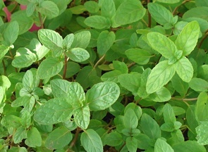 Fresh mint is one ingredient for our Perfect Mint Julep. For more drink recipes, visit www.Rserving.com